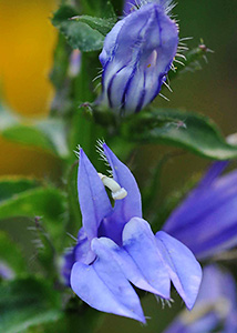 great blue lobelia-3