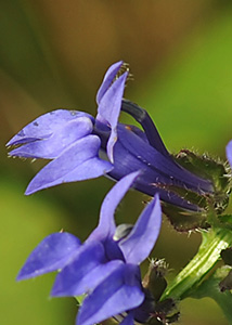 great blue lobelia-4