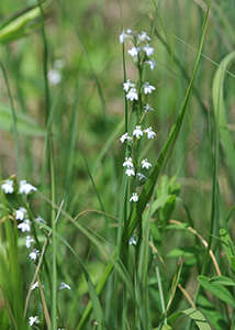 Palespike lobelia-1