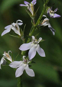 Palespike lobelia-10