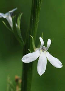 Palespike lobelia-2