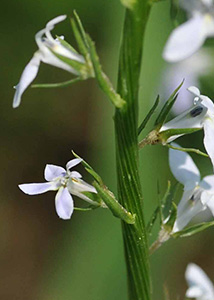 Palespike lobelia-3