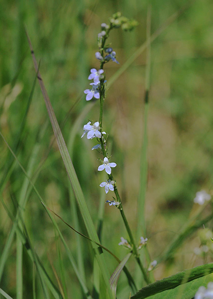 Palespike lobelia-4