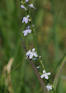 Palespike lobelia-5