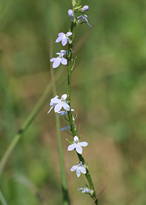 Palespike lobelia-6