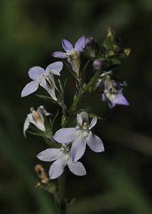 Palespike lobelia-9