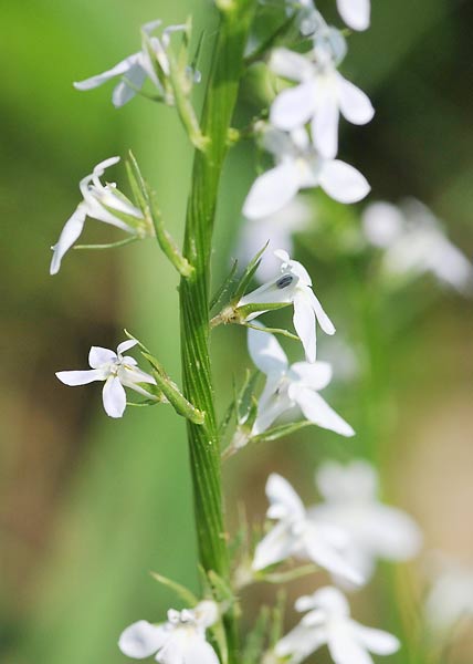 Palespike lobelia