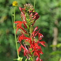 Cardinal flower