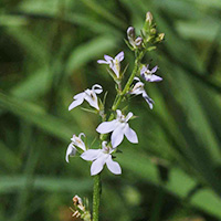 Palespike labelia