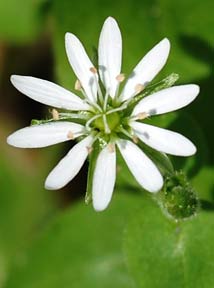 Giant chickweed-1