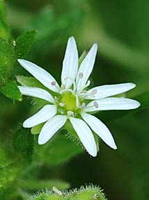 Giant chickweed-11