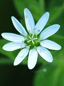 Giant chickweed-12