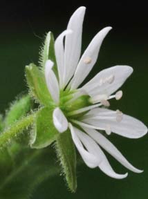 Giant chickweed-2