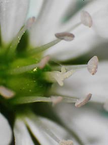 Giant chickweed-3