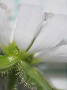 Giant chickweed-4