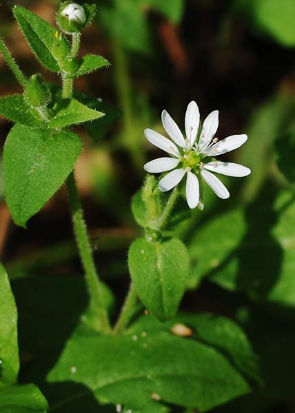 Giant chickweed