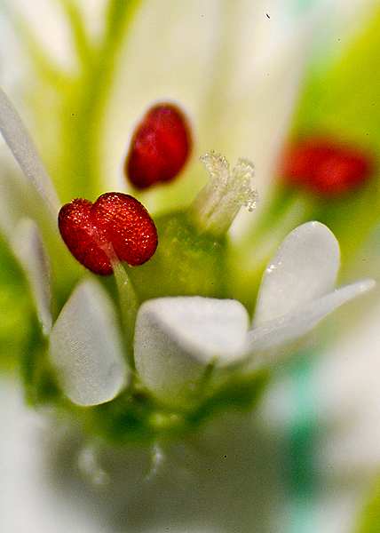 Common chickweed