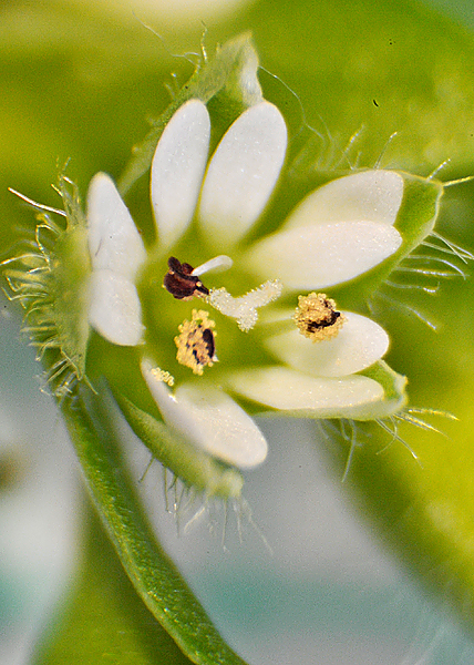 Common chickweed