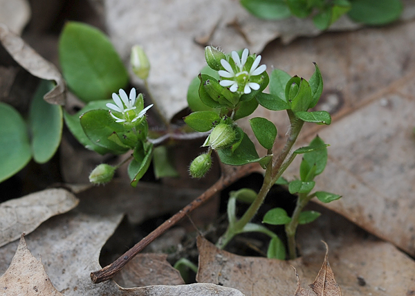 Common chickweed