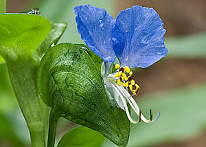 dayflower-3