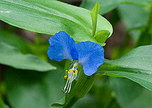 dayflower-4