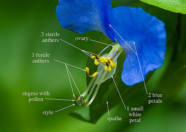 dayflower