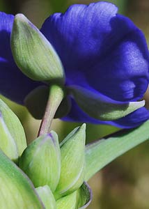 spiderwort-11