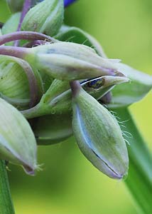 spiderwort-13