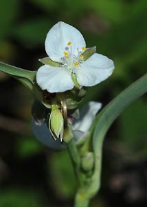 spiderwort-16