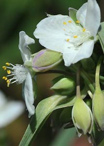 spiderwort-18