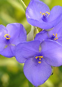 spiderwort-3