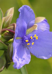 spiderwort-4