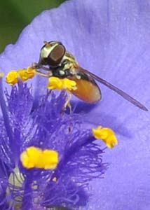 spiderwort-1