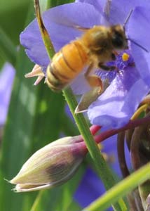 spiderwort-2