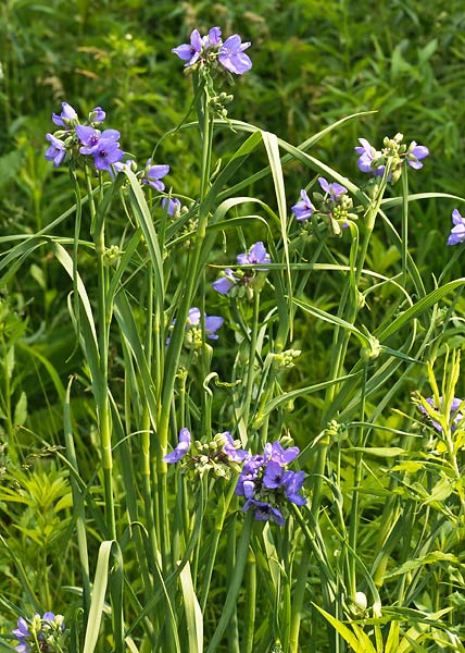 spiderwort