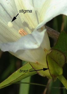 hedge false bindweed-1