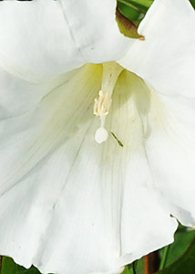 hedge false bindweed-2