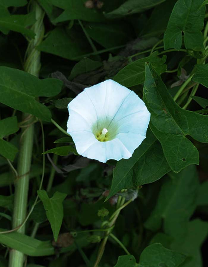 hedge false bindweed