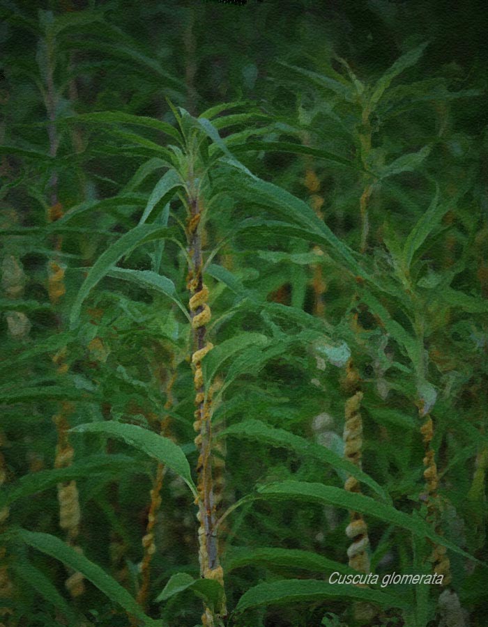 rope dodder