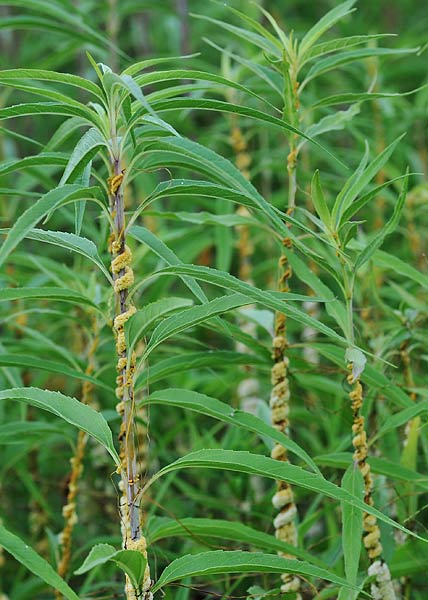 Rope dodder