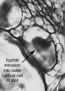 hyphal intrusion