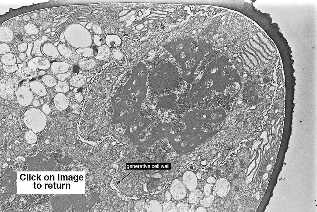 generative cell wall