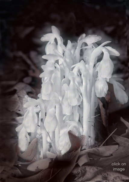 Indian pipe