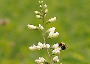 White Wild Indigo