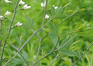 White Wild Indigo