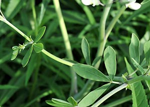 White Wild Indigo