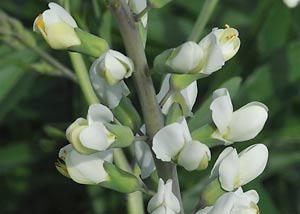 White Wild Indigo