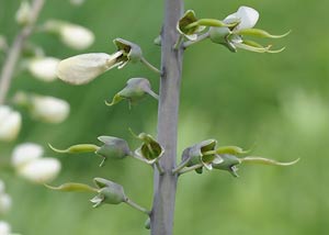 White Wild Indigo