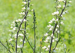 White Wild Indigo