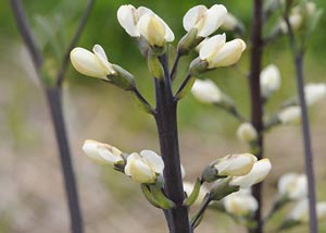 White Wild Indigo